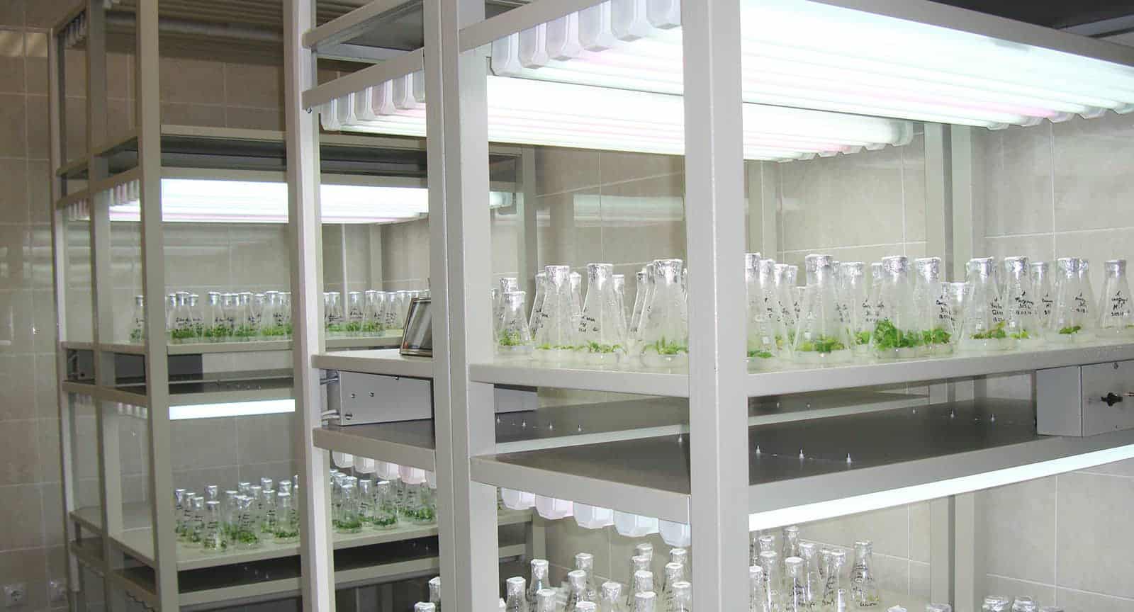 Лаборатория биотехнологии растений